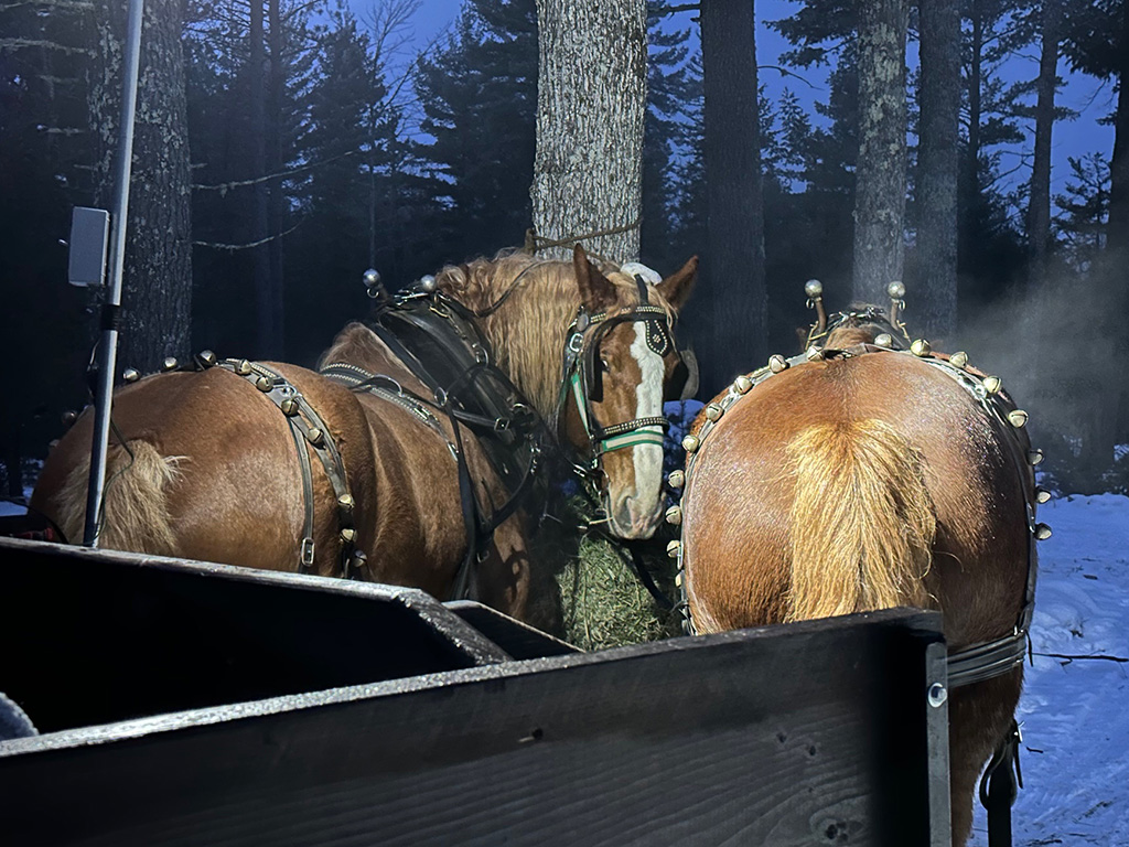 Oak & Map, our Belgian draft horse team
